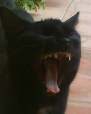 Cu pisica neagra la dentist! Ce gura
mare!