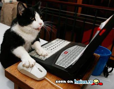 Pisica la calculator jucand jocuri si
vorbind pe mess