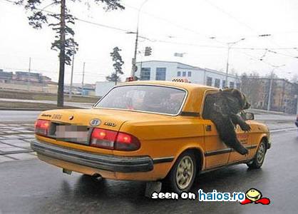 Taxi animale: cu ursul in masina pe
strada prin oras!