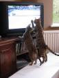 Doua pisici pasionate de sport se uita
la tv, la tenis