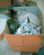 Pufy se uita la noi din cutia de carton