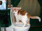 Pisica civilizata face pipi doar la
toaleta