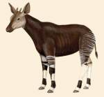 Animale rare: Okapi, traieste in Zair,
in Africa