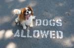 (No) Dogs allowed - Accesul cainilor
(interzis)... No kidding!