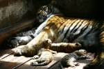Mama tigru dormind relaxata, cu puii
ei...