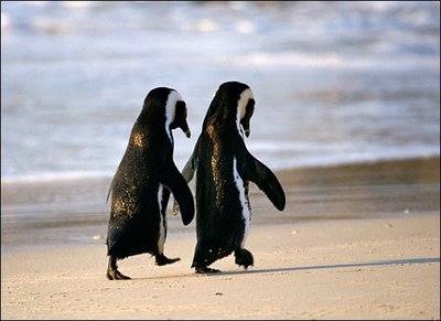 Doi pinguini seriosi, la plimbare,
tinandu-se de mana
