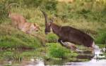 Vanatorul vanat: o antilopa, ataca o
leoaica, ca raspuns la agresiune, in
Rezervatia Naturala Maasai Mara