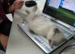Scuza buna! Nu am scris eu ce ai primit
acum pe messenger, este doar pisica mea
care doarme pe tastatura