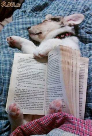 Dupa cateva pagini citite ma apuca asa
un somn, ca ma invelesc cu cartea si
trag un pui de somn