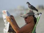 Cum se informeaza un porumbel? Citeste
ziarul!