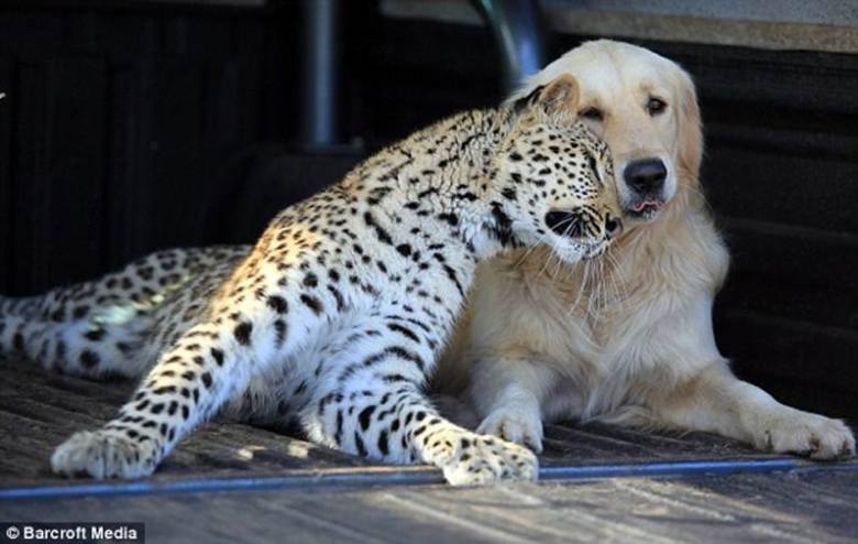 Prietenie intre un leopard si un golden
retriever: nu trebuie sa fii ca mine
pentru a fi prietenul meu