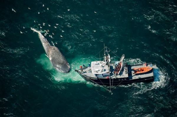 Intalnire nas in nas: balena langa un
vas de pescuit, in largul oceanului