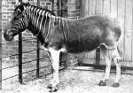 Quagga, subspecie disparuta de zebra